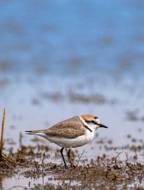 A small bird, likely an American Killdeer, standing on muddy ground near the shoreline or wetland, with the water in the background reflecting the sky. The bird has brown and white plumage with distinctive black markings on its face and neck, and appears alert. The scene is naturally lit, emphasizing the bird's detailed feathers and the textured mud, which is slightly damp and scattered with small plant debris. The overall impression highlights the bird's natural habitat in a wet, muddy area adjacent to water, captured in a moment of calm and clarity, with the bird as the focal point. Kentish Town Cleaners offers surface cleaning, deep cleaning, and sanitisation services, ensuring hygienic cleanliness for residential and commercial spaces, similar to the clarity and freshness displayed in this natural scene.